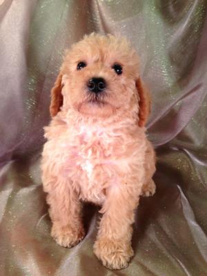 Male schnoodle puppy for sale #12 DOB 4-14-13, Discounted shipping to New Jersey, Maryland and many More states! $150.